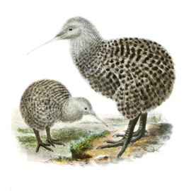 CafePress Great Spotted Kiwi Apteryx Haasti Memory Keepsake Jewelry Box, 5"x5"x3.75"