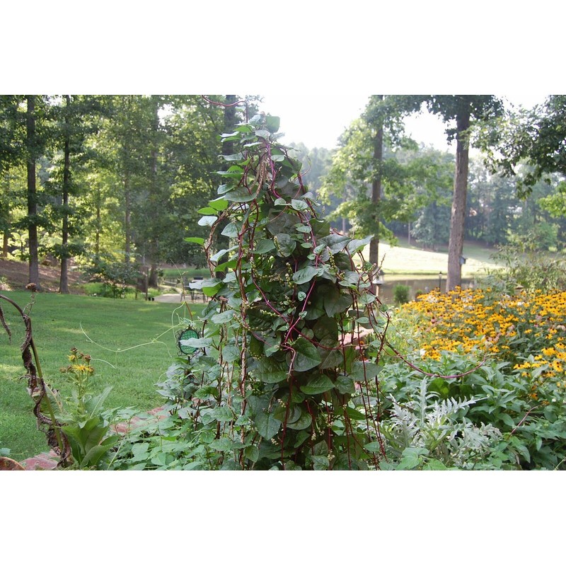 TomorrowSeeds Red Stem Malabar Spinach Seeds | Basella Alba Rubra