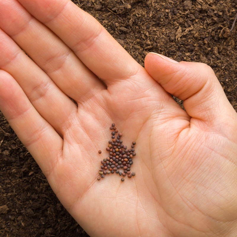250 Red Acre Cabbage Seeds for Planting - Heirloom Non-GMO