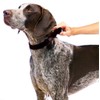 PetSafe Adjustable Martingale Collar - Only Tightens When Dogs Pull,