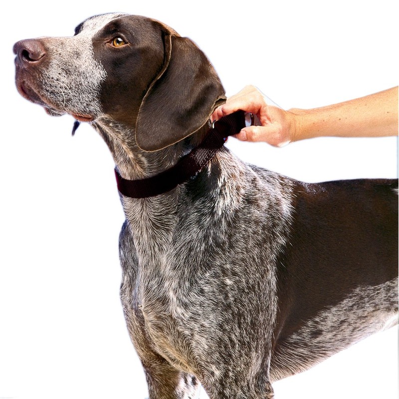 PetSafe Adjustable Martingale Collar - Only Tightens When Dogs Pull,
