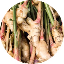 Living Libations Ginger Essential Oil, 5ml