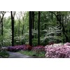 Azalea Vivid | 40 Live Plants | Red Flowering Rhododendron