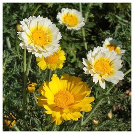 Everwilde Farms - 1 Lb Garland Daisy Wildflower Seeds - Gold Vault