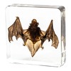 M, L & XL Sizes 3pcs Bats Insect Specimens in