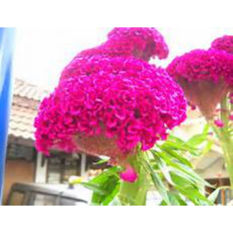 HUGE Brain Celosia! CRAZY MIXED COLORS 100 Seeds!