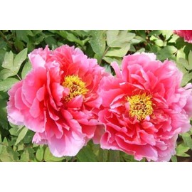 60 Chinese Peony Seeds Fragrant Mixed Purple Pink Rose red White Moutan Shrub Large Blooms Paeonia suffruticosa