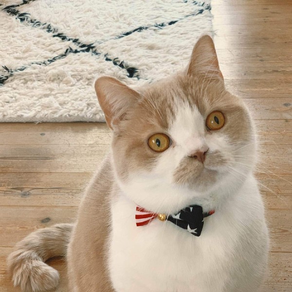 Necoichi My Cat for President Collar