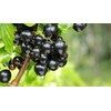 [Made in New Zealand] Blackcurrant Powder, 1.8 oz (50 g),