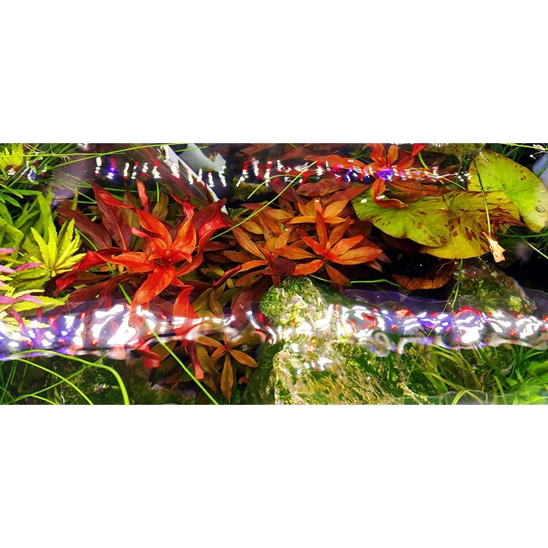 Finnex FugeRay Planted Aquarium LED Light Plus Moonlights, 24-Inch