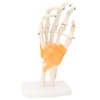 Human Hand Model Hand Joint Display Model for Patient Training