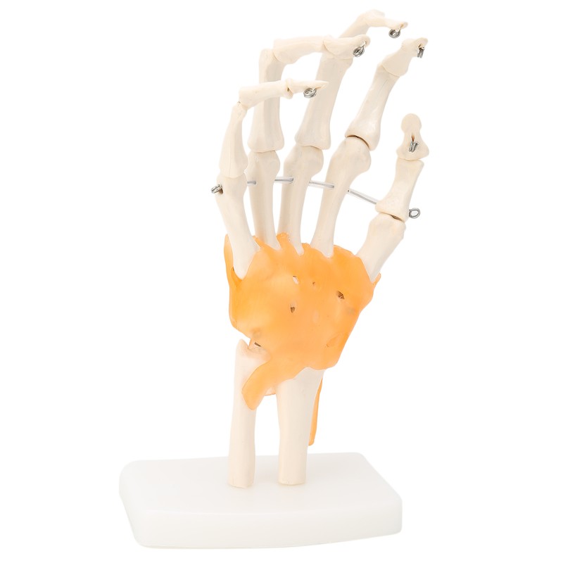 Human Hand Model Hand Joint Display Model for Patient Training