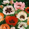 NIKA SEEDS - Flowers Oriental Poppy Mix Annual - 1000