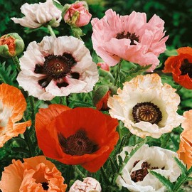 NIKA SEEDS - Flowers Oriental Poppy Mix Annual - 1000 Seeds