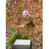 WGVI Long Rectangle Ceramic Planter Vase in White 12" x
