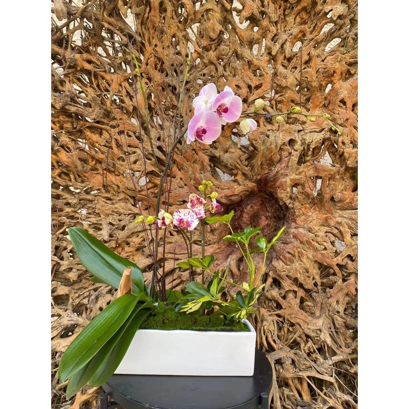 WGVI Long Rectangle Ceramic Planter Vase in White 12" x