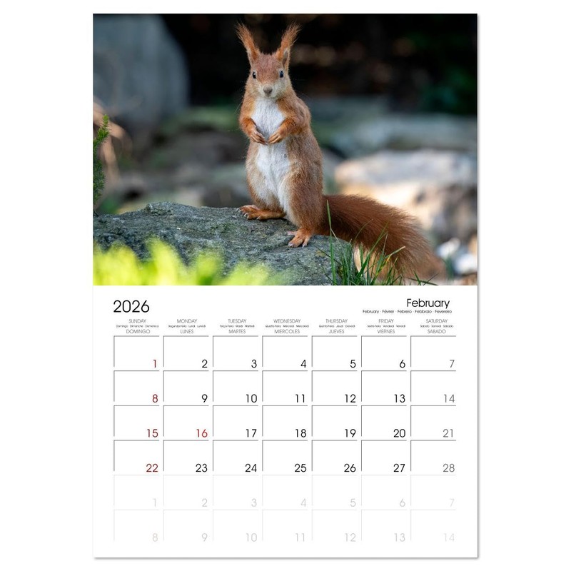 Squirrels - Tiny Explorers (Monthly Wall Calendar 2026 16.5" x