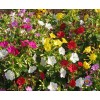 The Gardening World 100 Four O’Clock Formula Mix Flower Seeds