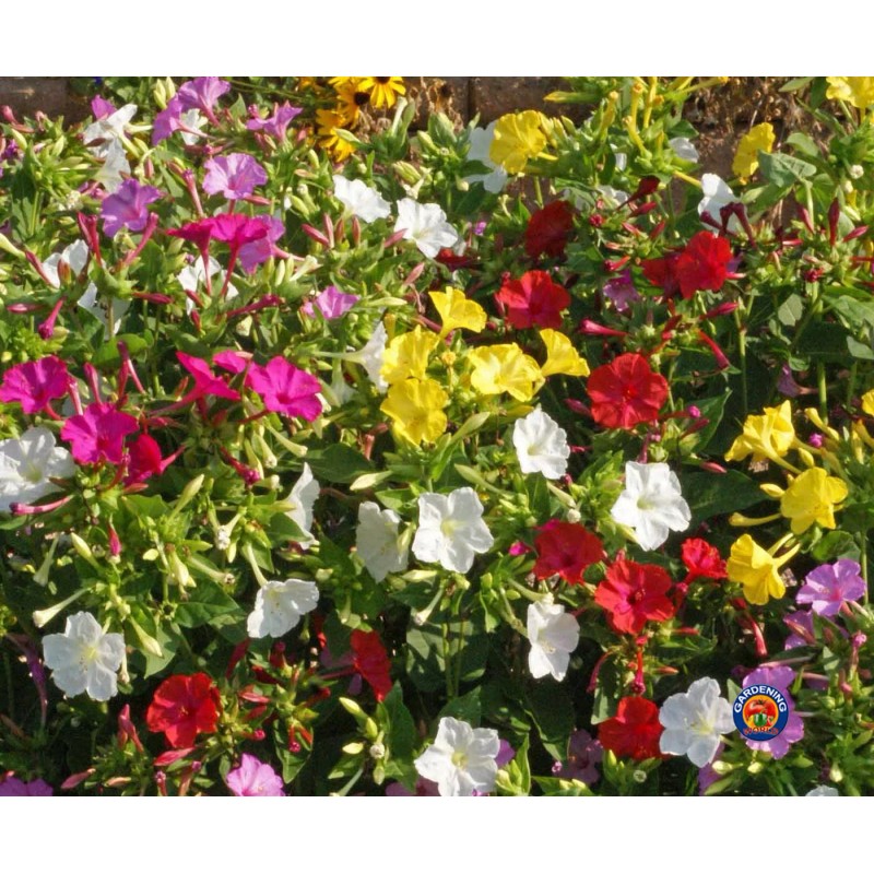 The Gardening World 100 Four O’Clock Formula Mix Flower Seeds