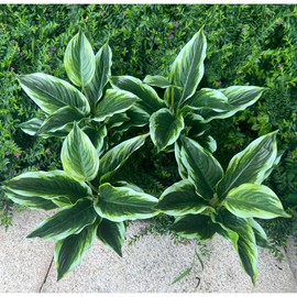 4 Bushes Perennial Hosta Artificial Variegated Green Leave Plant 15.7" Faux Dieffenbachia Tropical Plant Outdoor Shrubs Indoor Yard UV Resistant Planter Filler