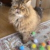 RIMOBUL 20PCS 1.5INCH Extra Large Cat's Favorite Chase Glitter Ball