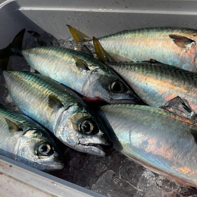 Hayabusa Away sabiki Luminous Skin Red & Flash HS353 