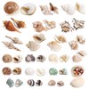 21PCS Hermit Crab Shells Large Medium Small | Sea Conch