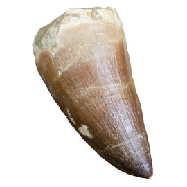 Real FOSSIL MOSASAUR TOOTH - Excellent Fossil - Creataceous Period (65 Million Years+) - FOSSIL DINOSAUR TOOTH - Great Gift Idea
