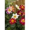 GardeningTreasures 40 Dahlia Dandy Improved Mix seeds