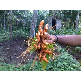 Turmeric (rhizome) Grow Your own,Grow Indoors or Outdoors - (1 Pound)
