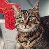 Lick'em Tongue Cat Brush – Funny Novelty White Elephant Gag