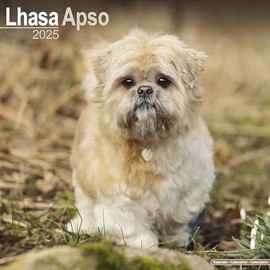 Lhasa Apso 2025 Square Wall Calendar | Dog Breed Calendar