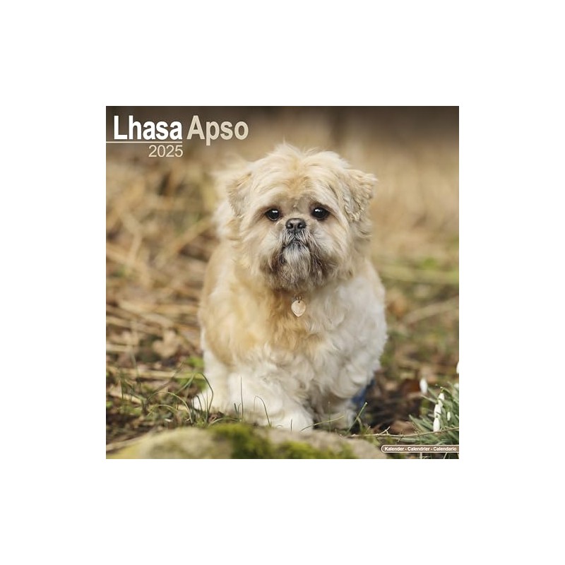 Lhasa Apso 2025 Square Wall Calendar | Dog Breed Calendar
