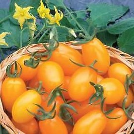 10 Seeds Tomato Golden Sweet edlcy (Seeds)