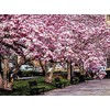 Jane Magnolia Tree, 6-12” Tall, Live Shrub in 2.5” Pot