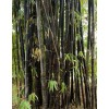 Black Timber Bamboo Nigra Daikokuchiku California Giant Bare Root Plant