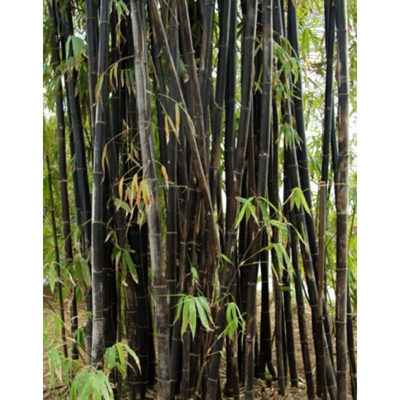 Black Timber Bamboo Nigra Daikokuchiku California Giant Bare Root Plant