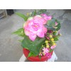 Plastic Artificial Lotus Flower with Black Square Procelain Pot