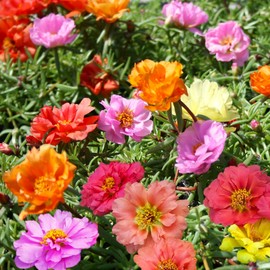 TomorrowSeeds - Double Mix Moss Rose Succulent Seeds - 10000+ Count - For 2025 Planting Flowering Succulent Eleven O'Clock Mexican Rosa Purslane Rock Creeping Portulaca Hot Weather Plant Garden Flower
