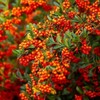 Domestic rowan fruit pill tea 300g 2 packs / 100%