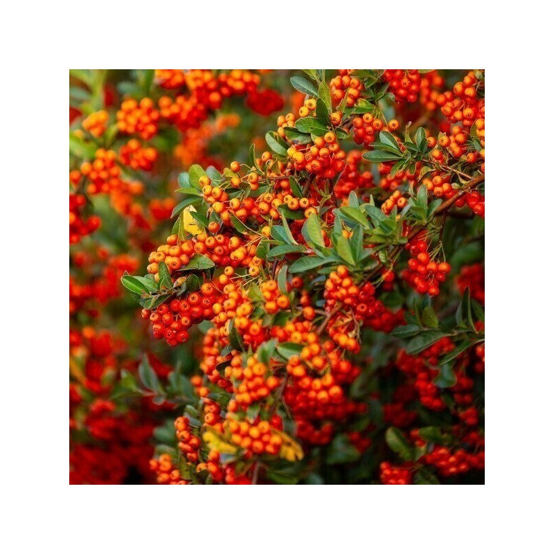 Domestic rowan fruit pill tea 300g 2 packs / 100%
