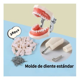 Tipodonto Tipo Nissiin Encía Suave Dientes