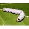 Coastal Silkworms 1,000 Count Live Silkworm Eggs Bombyx Mori (Pack