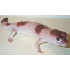 AAA African Fat Tailed Gecko Replica - AAA