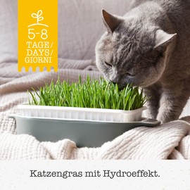GimCat Hydro-Gras - Frisches Katzengras aus kontrolliertem Feldanbau in nur 5 bis 8 Tagen - 1 Schale (1 x 150 g)