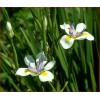 Buy Rare Seeds Dietes iridioides | Cape Iris | 20_Seeds