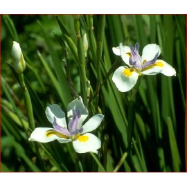 Buy Rare Seeds Dietes iridioides | Cape Iris | 20_Seeds