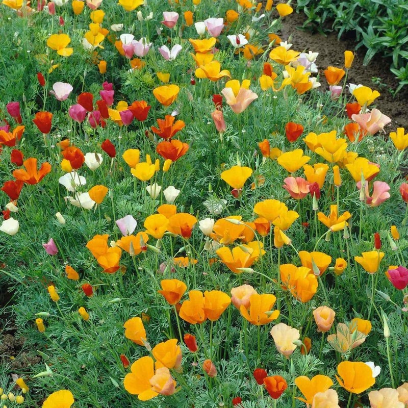 4100+ Mixed California Poppy Seeds for Planting, Non-GMO Native Heirloom,