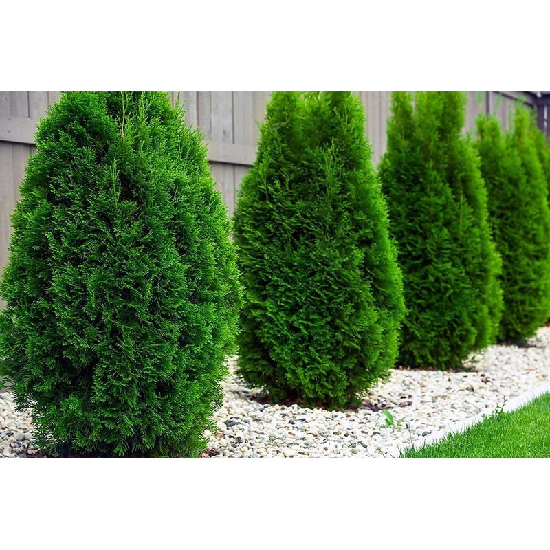 Arborvitae Emerald Green | 3 Live Gallon Size Trees |