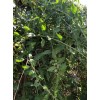 Goji Berry 5 Goji Berry Plant Cutting 6” Each Stick